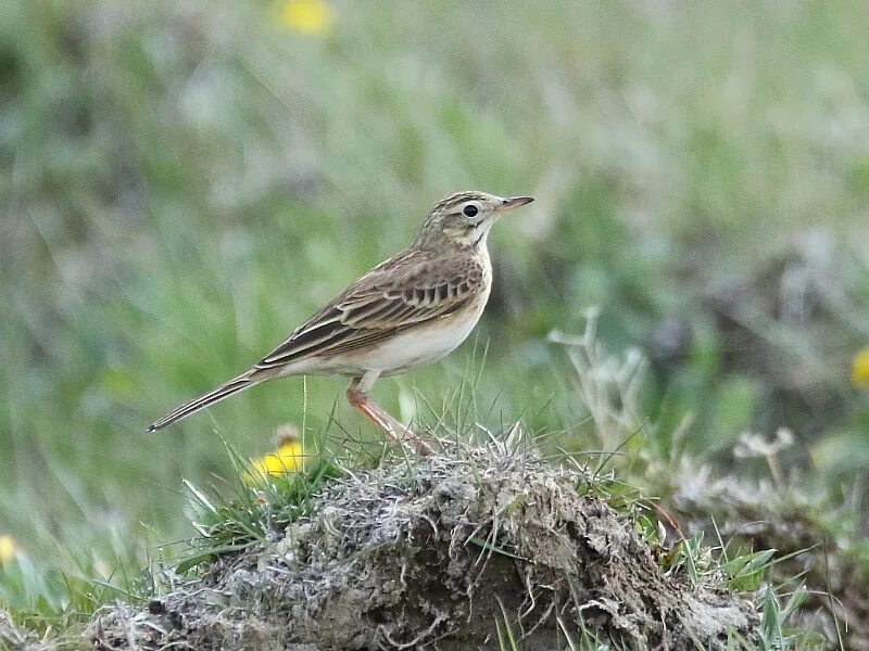 Птица конек фото и описание Степной конёк (Anthus richardi). Птицы Сибири.