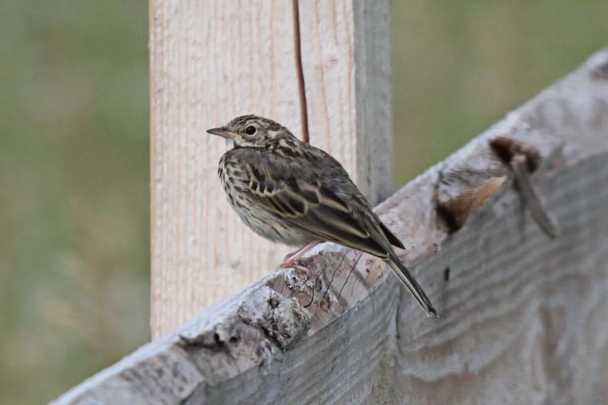 Птица конек фото и описание Лесной конёк (Anthus trivialis). Птицы Сибири.