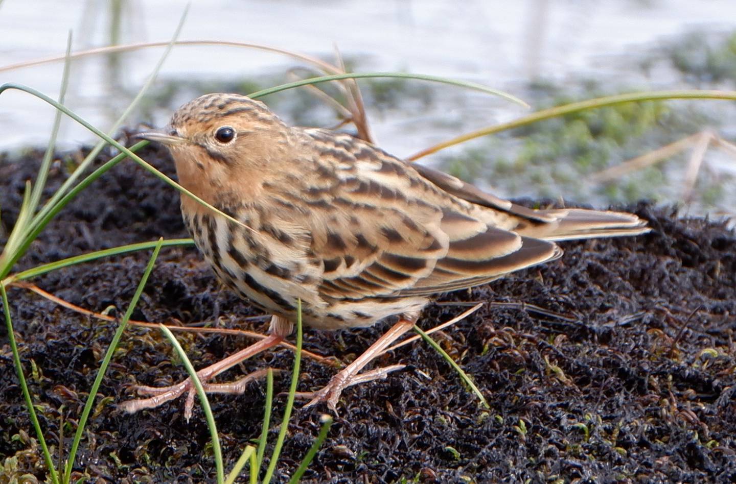 Птица конек фото и описание Red-throated Pipit (Anthus cervinus). Birds of Siberia.