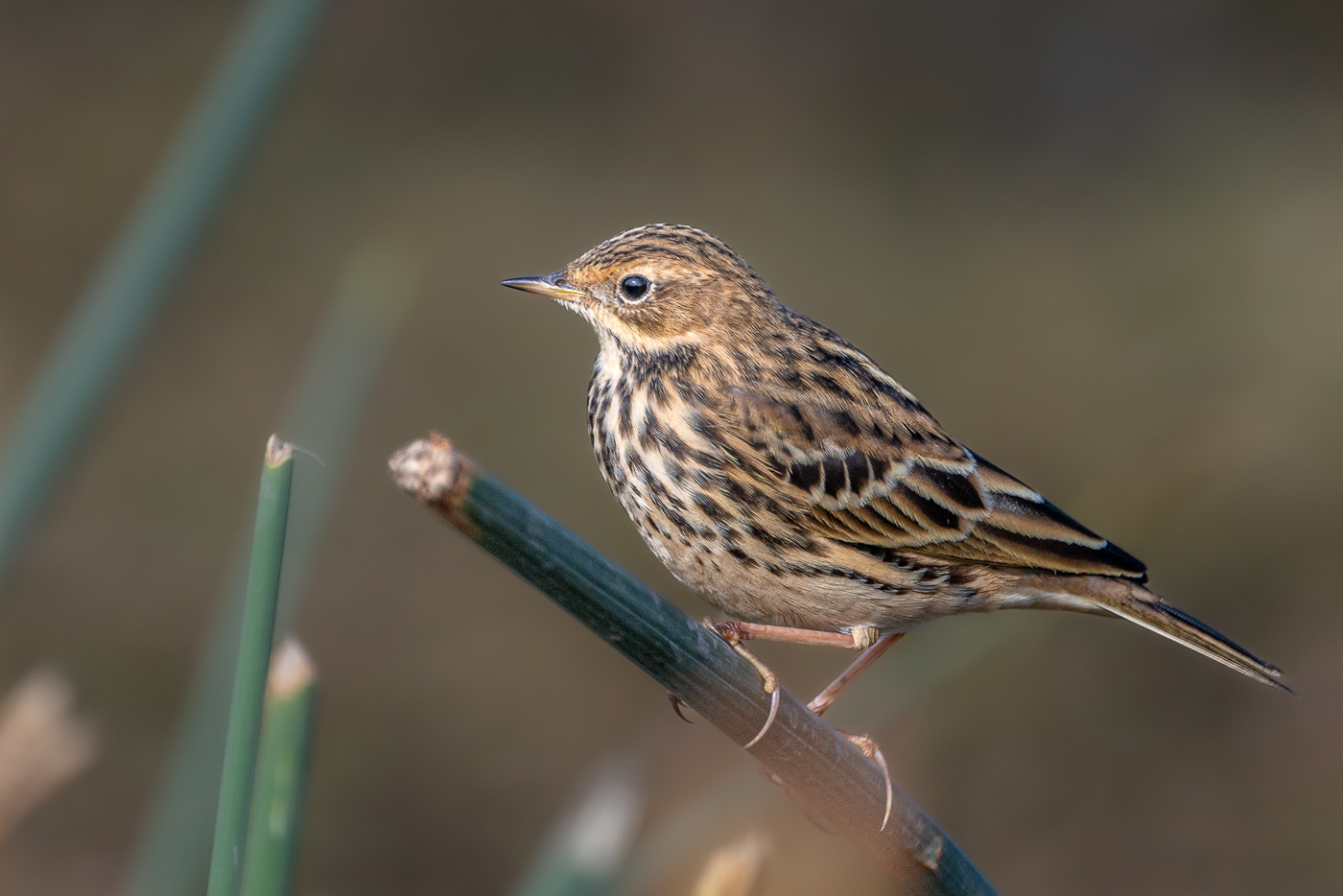 Птица конек фото и описание Red-throated Pipit (Anthus cervinus). Birds of Siberia.