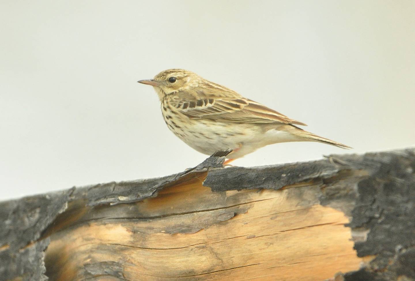 Птица конек фото и описание Лесной конёк (Anthus trivialis). Птицы Сибири.