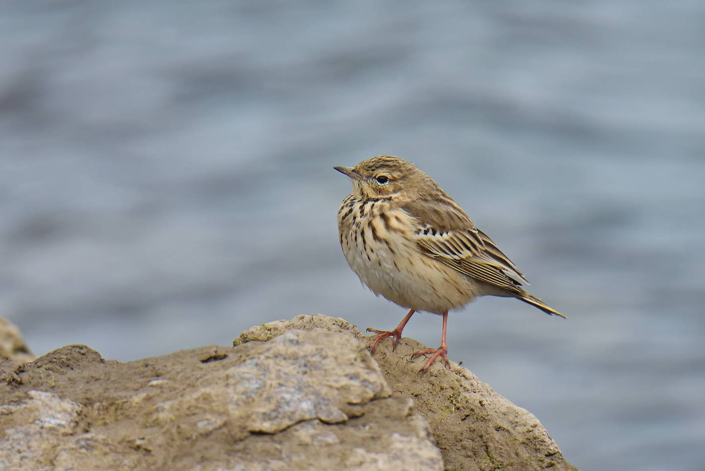 Птица конек фото и описание Лесной конёк (Anthus trivialis). Птицы Сибири.