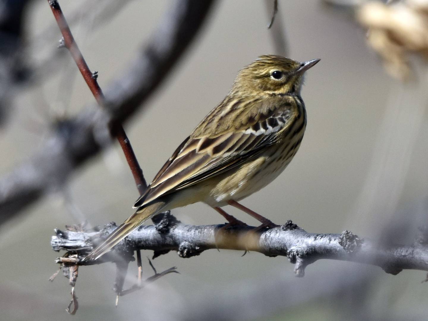 Птица конек фото и описание Tree Pipit (Anthus trivialis). Birds of Siberia.