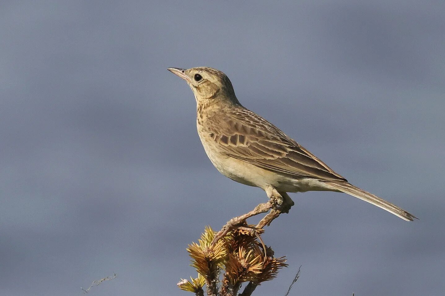 Птица конек фото и описание Richard's Pipit (Anthus richardi). Birds of Siberia.