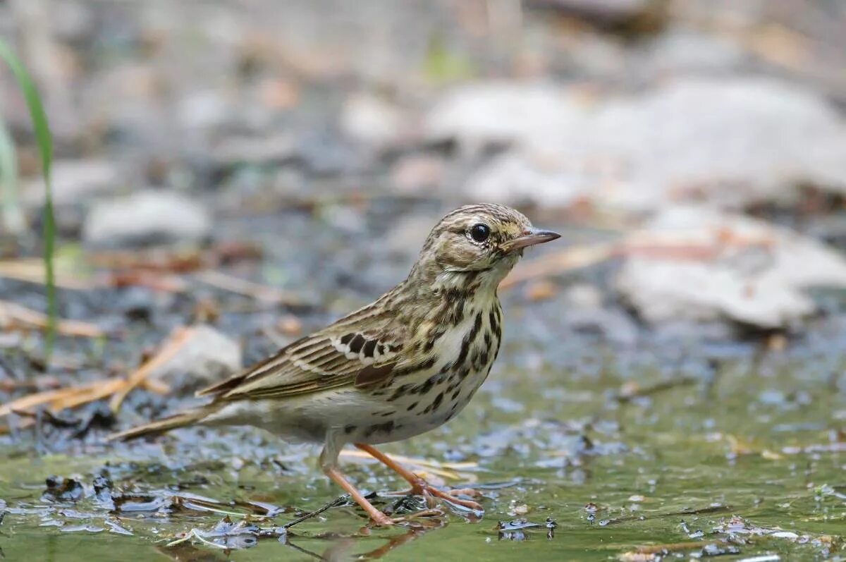 Птица конек фото и описание Tree Pipit (Anthus trivialis). Birds of Siberia.