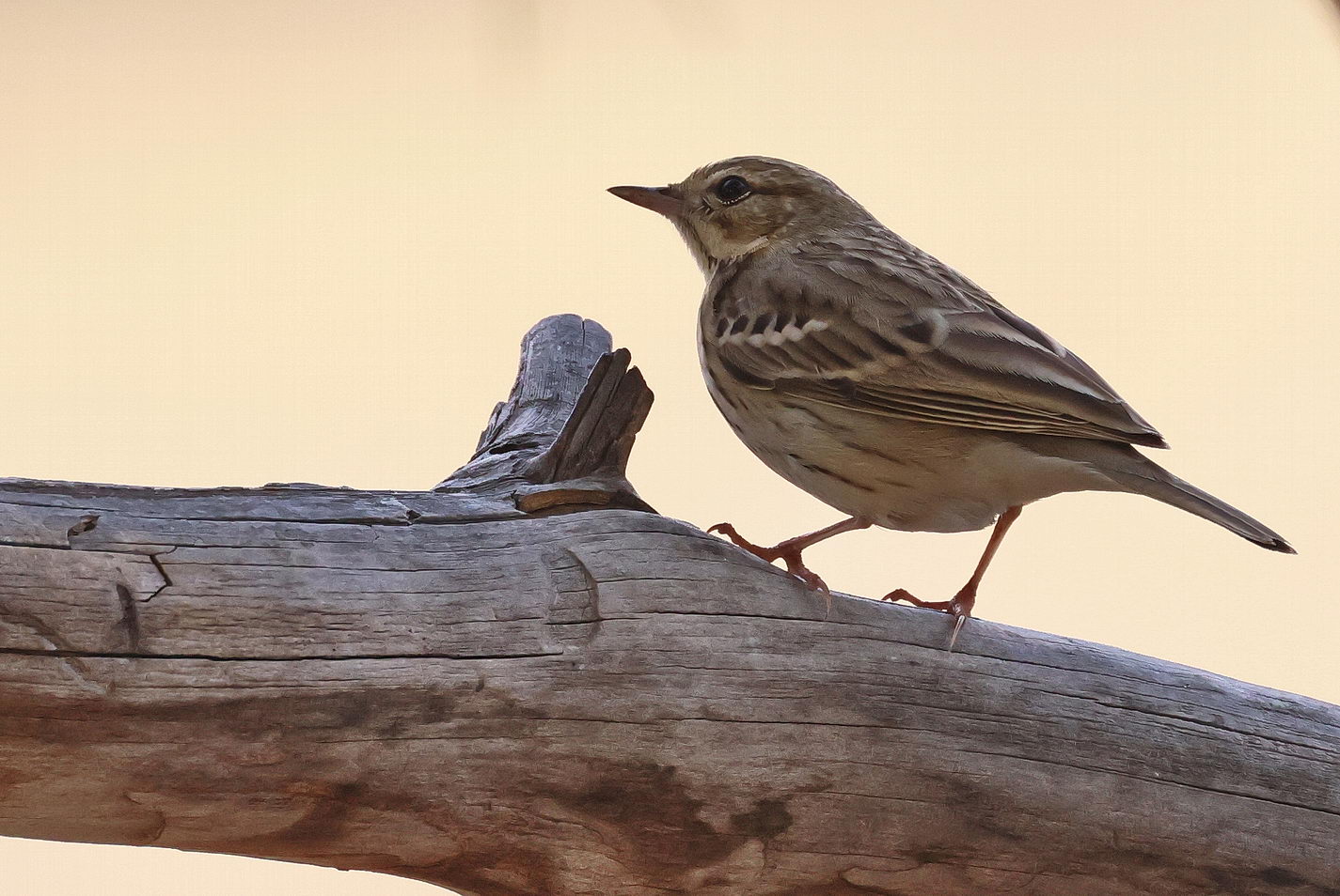 Птица конек фото и описание Лесной конёк (Anthus trivialis). Птицы Сибири.