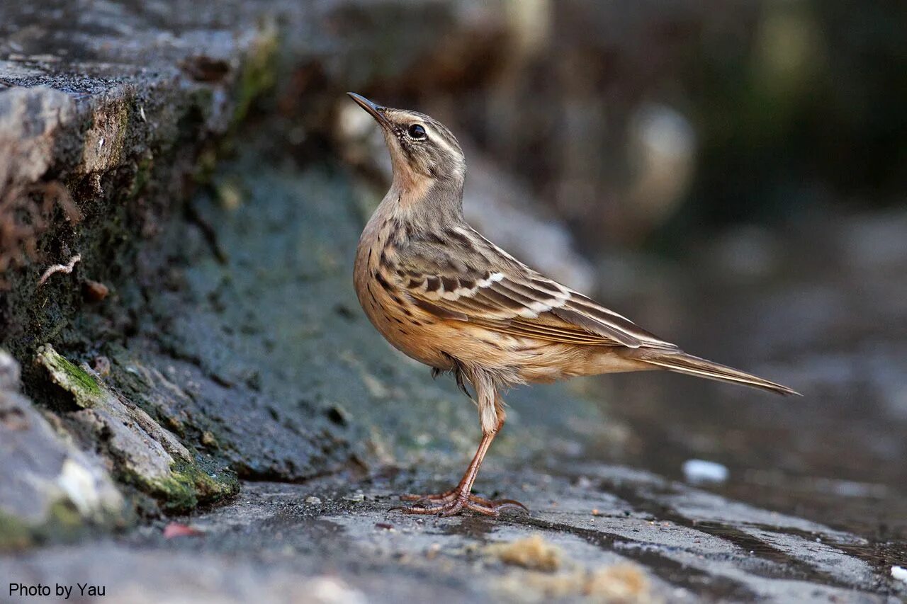 Птица конек фото и описание Rosy Pipit (Anthus roseatus) - found in Afghanistan, Bangladesh, Bhutan, China, 