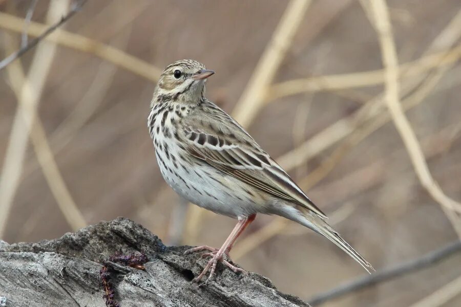 Птица конек фото и описание Tree Pipit (Anthus trivialis). Birds of Siberia.