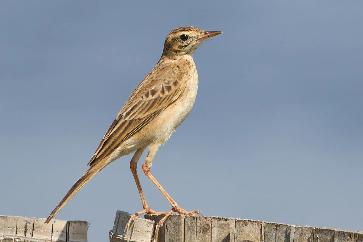 Птица конек фото и описание Richard's pipit - Wikipedia