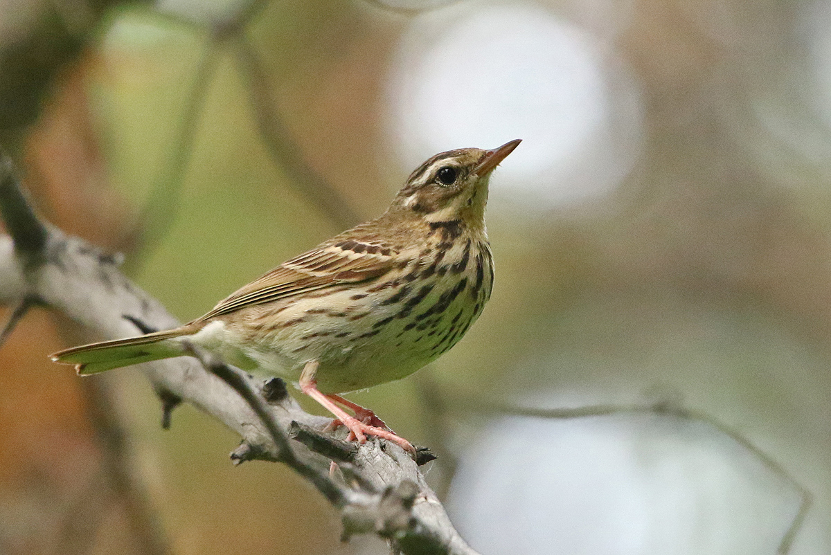 Птица конек фото и описание Пятнистый конёк (Anthus hodgsoni). Птицы Сибири.