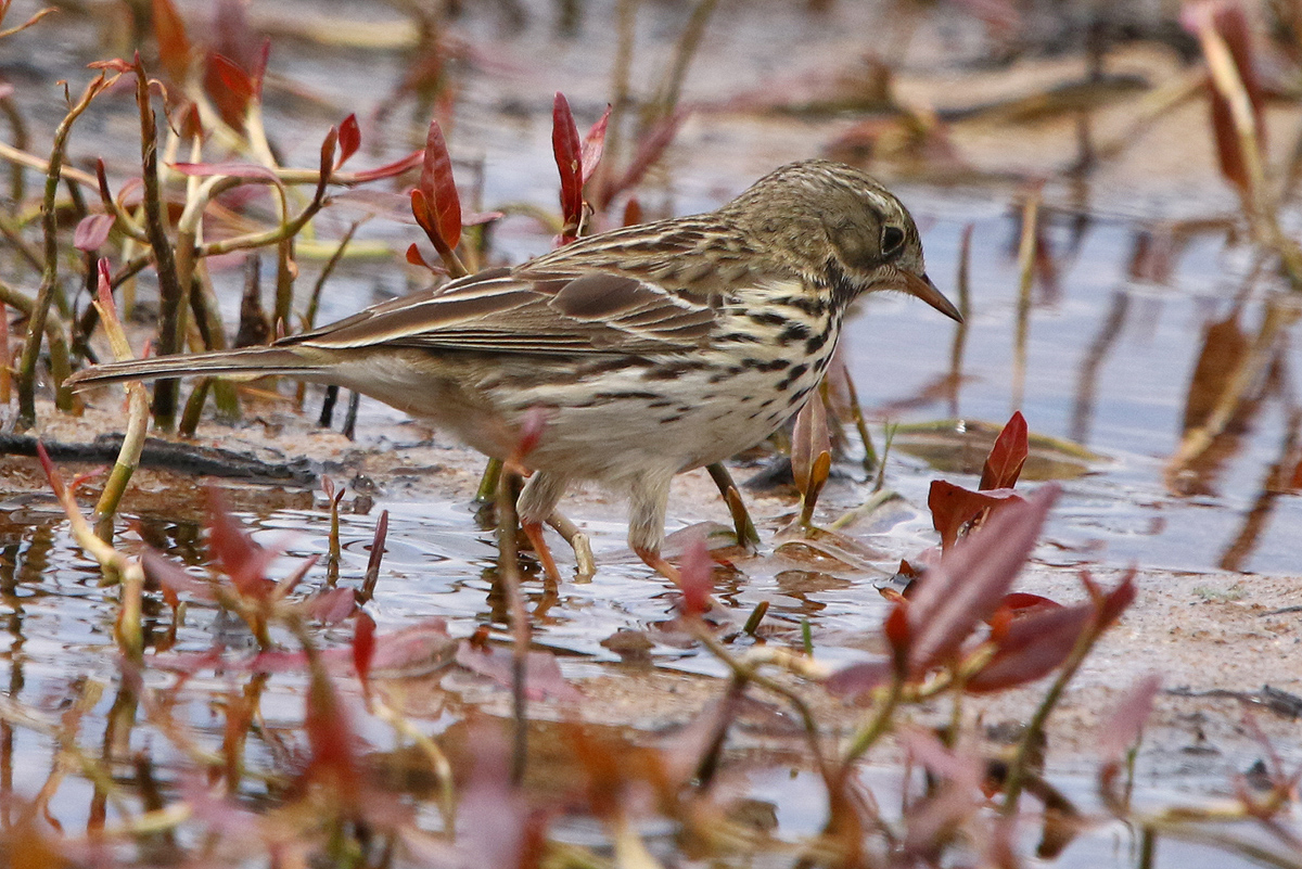 Птица конек фото и описание Red-throated Pipit (Anthus cervinus). Birds of Siberia.