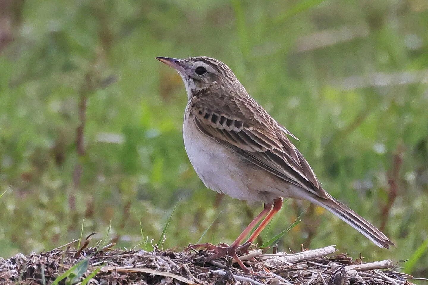 Птица конек фото и описание Richard's Pipit (Anthus richardi). Birds of Siberia.