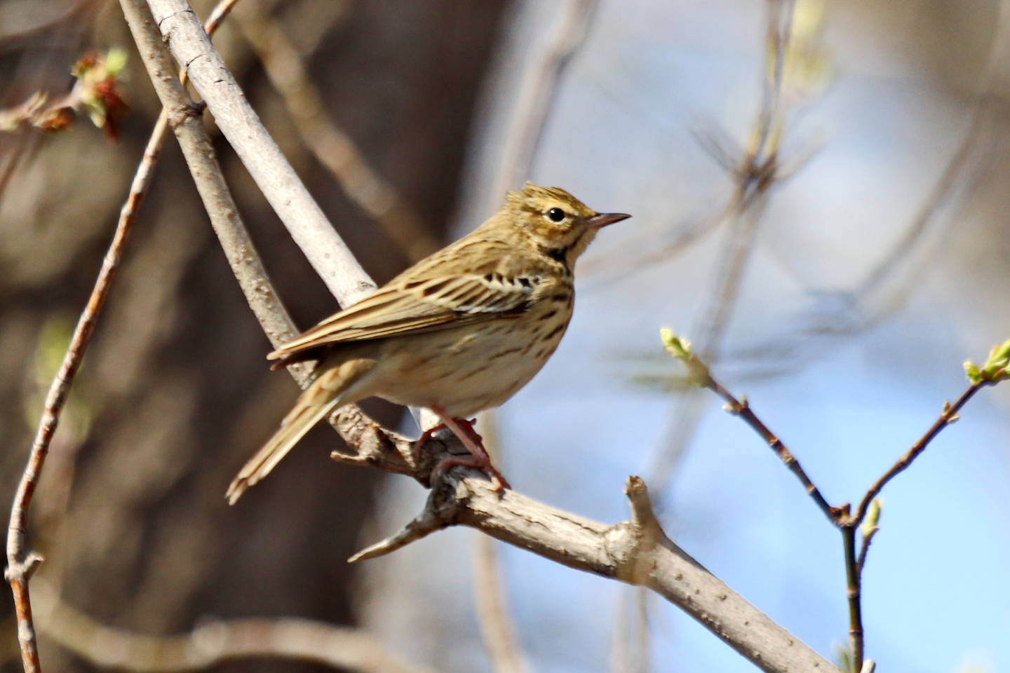 Птица конек фото и описание Лесной конёк (Anthus trivialis). Птицы Сибири.