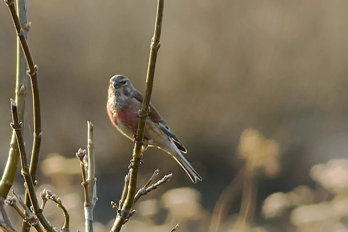 Птица коноплянка фото и описание Eurasian Linnet (Acanthis cannabina). Birds of Siberia.