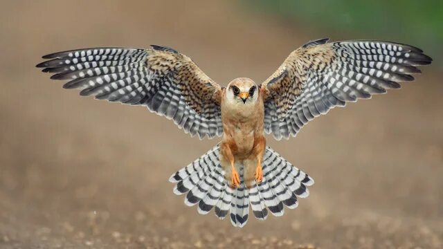 Птица копчик фото Falcon Bird Зображення - огляд 267,208 Стокові фото, векторні зображення й відео