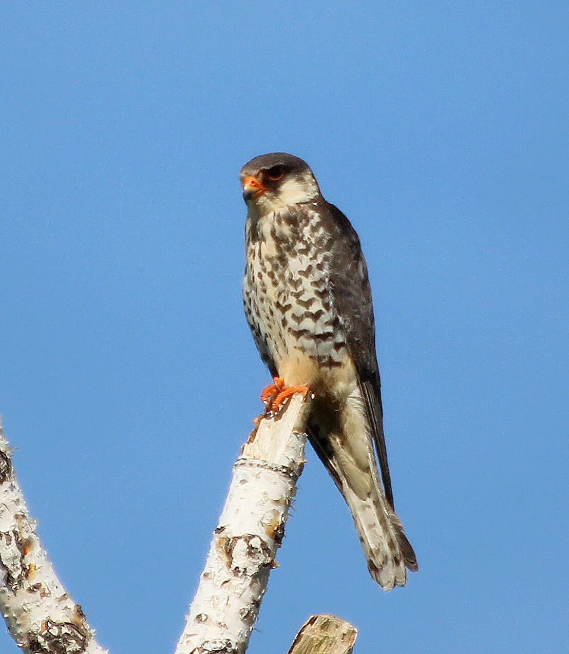 Птица копчик фото Amur Falcon (Falco amurensis). Birds of Siberia.