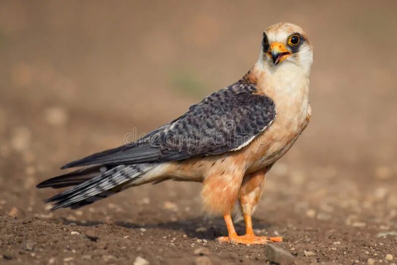 Птица копчик фото Red-footed Falcon Stands on the Ground and Looks Around Stock Image - Image of g