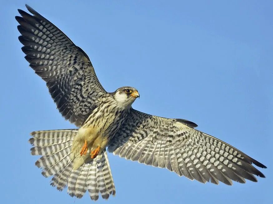 Птица копчик фото A Heroic Act by Ramki Srinivasan to Save Amur Falcon, an Endangered Bird Species