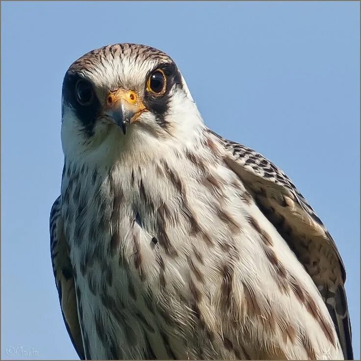 Птица копчик фото и описание Кібчик (Falco vespertinus Linnaeus, кобчик) Linnaeus, Bird, Animals