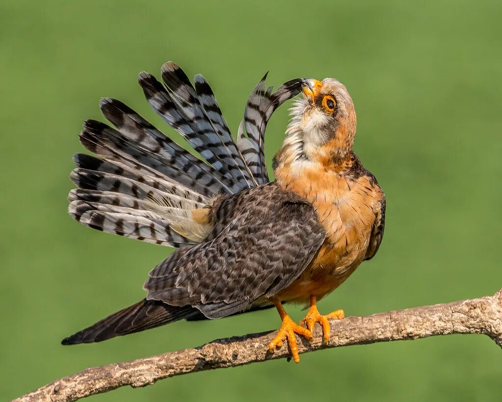 Птица копчик фото и описание Female red-footed falcon preening Just back from a great s. Flickr