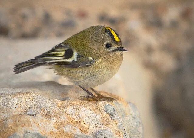 Птица королек фото и описание Goldcrest (Regulus regulus) Pet birds, Exotic birds, Pretty birds