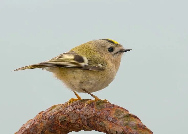 Птица королек фото и описание Goldcrest