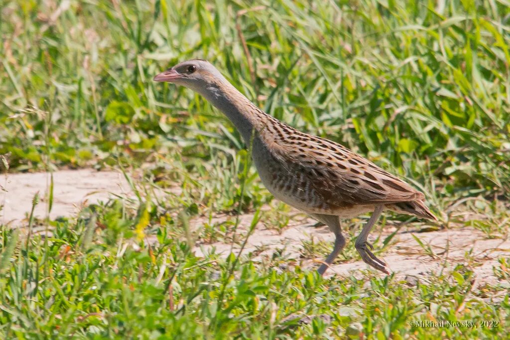 Птица коростель фото и описание Corn Crake from Подольский район, Московская обл., Россия on June 26, 2022 at 10