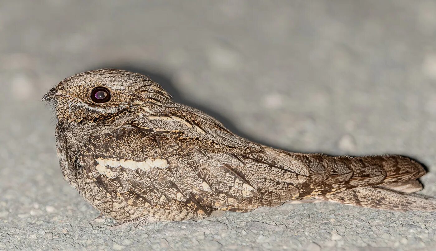 Птица козодой фото и описание European Nightjar (Caprimulgus europaeus). Birds of Siberia.