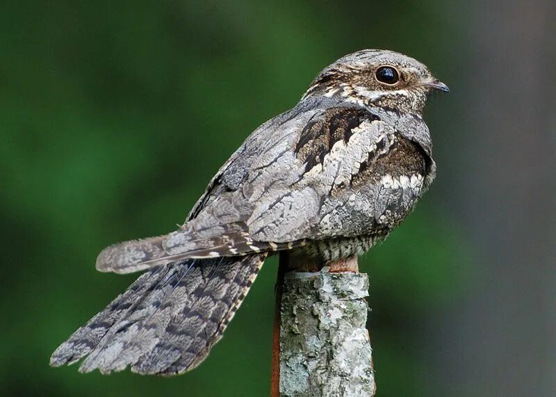 Птица козодой фото и описание Nightjar Nocturnal, Migratory, Camouflage Britannica