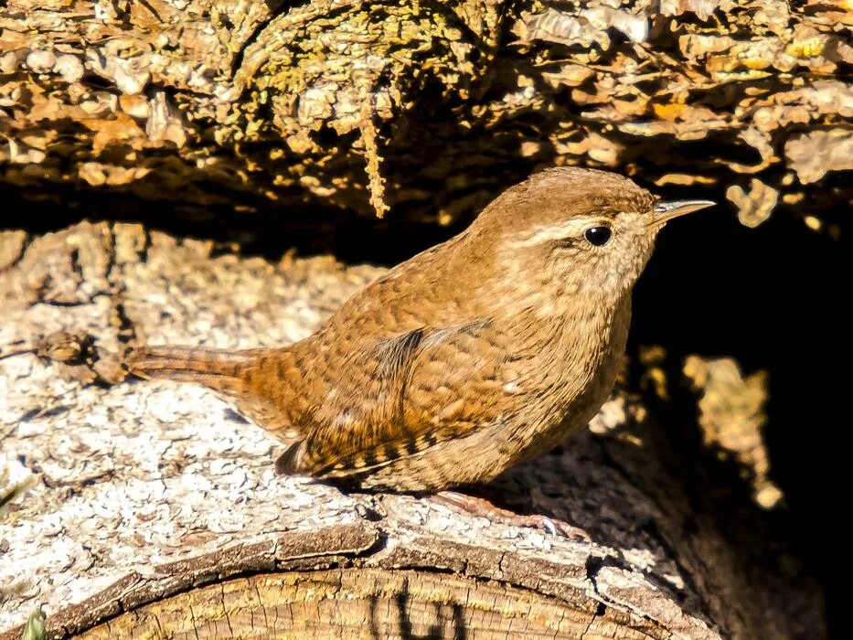 Птица крапивник фото и описание Wren Bird Songbird Garden free image download