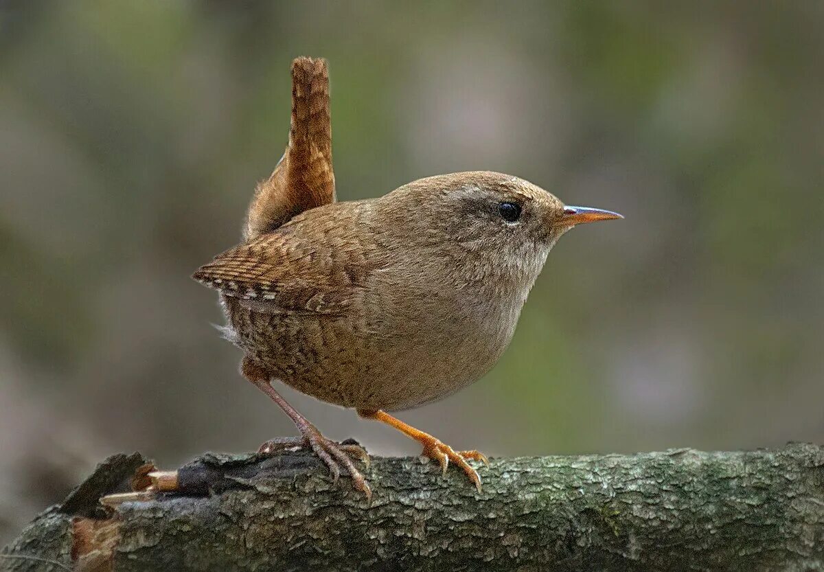 Птица крапивник фото и описание Wren - Simple English Wikipedia, the free encyclopedia