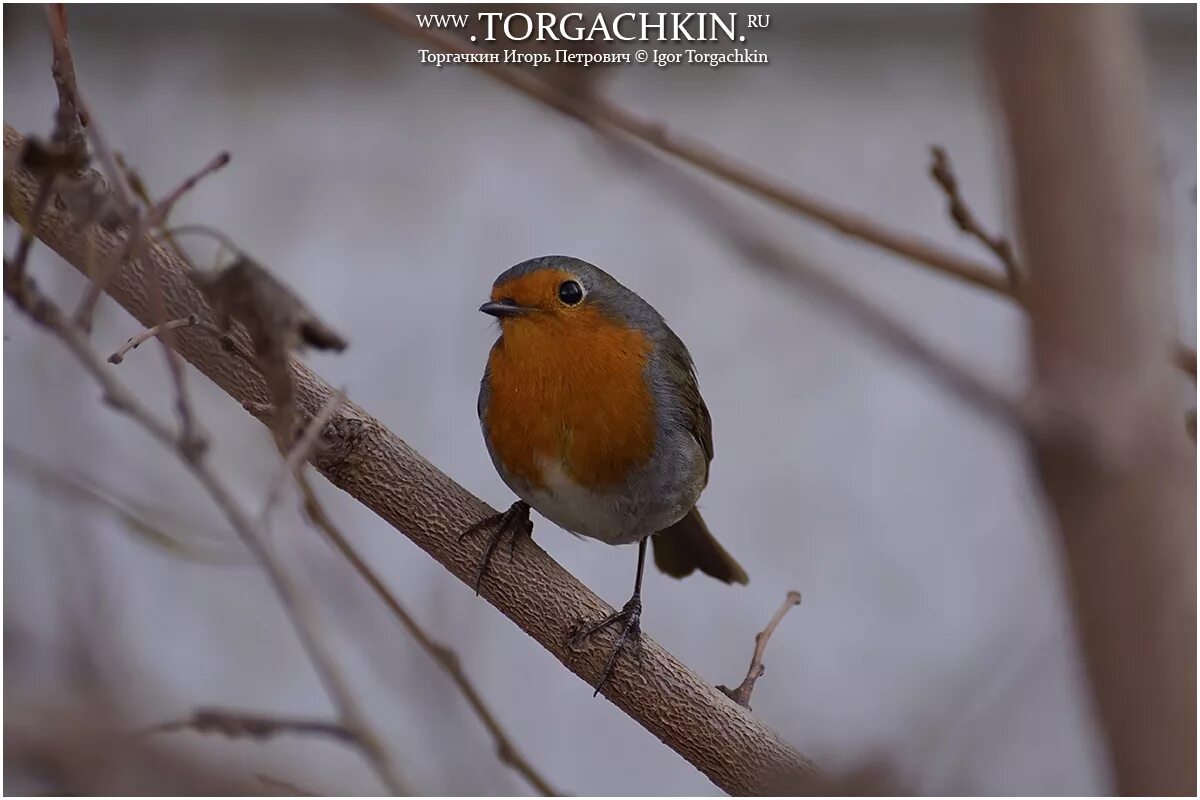 Птица краснодарского края фото и описание ФотоБлог Торгачкин Игорь Петрович © Igor Torgachkin