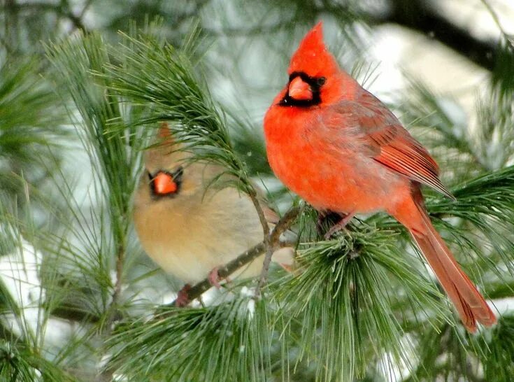 Птица красный кардинал фото All sizes Northern Cardinal male and female Flickr - Photo Sharing! Beautiful bi