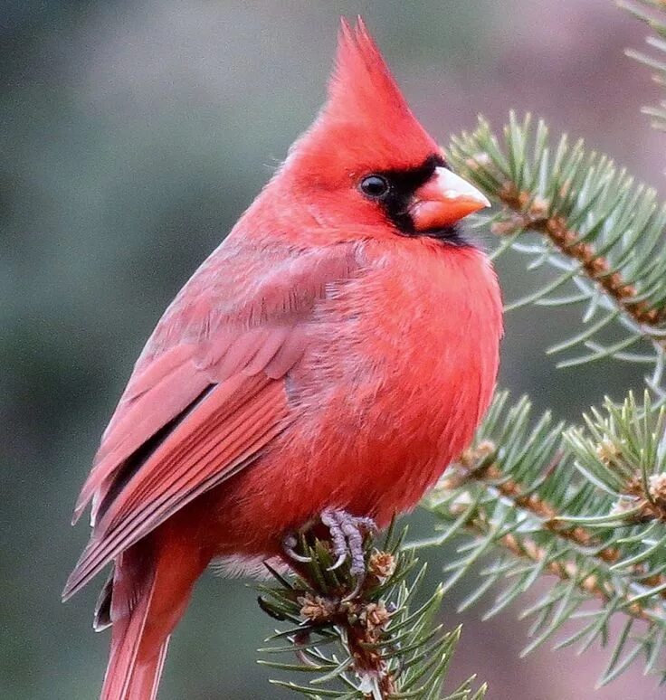 Птица красный кардинал фото Pin on Cardinals Birds painting, Beautiful birds, Bird photo