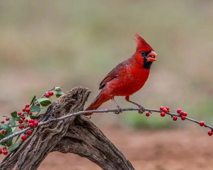 Птица красный кардинал фото Pin by Christine Potocar on birdies Northern cardinal, Red birds, Herbivores