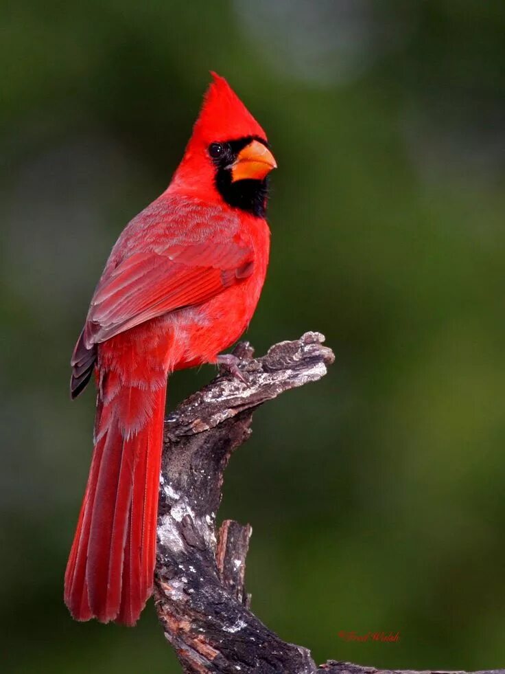 Птица красный кардинал фото cardinal fred walsh photos: Northern Cardinal, male Beautiful birds, Pet birds, 