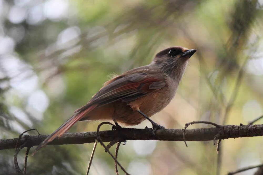 Птица кукша фото и описание Кукша (Perisoreus infaustus). Птицы Сибири.