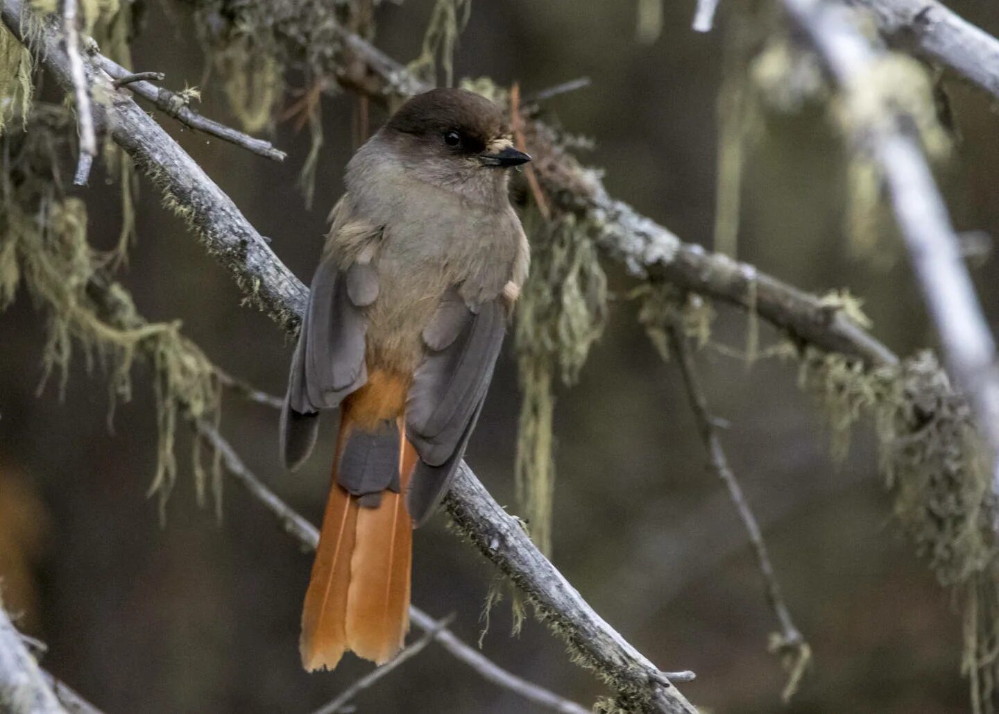 Птица кукша фото и описание Кукша (Perisoreus infaustus). Птицы Сибири.