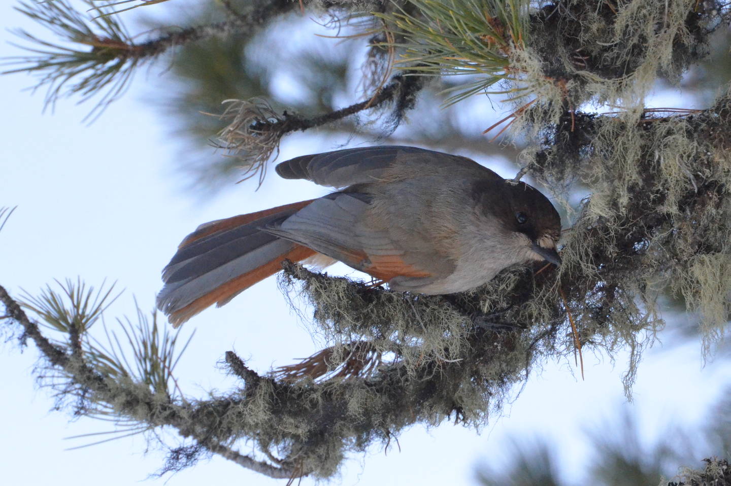 Птица кукша фото и описание Кукша (Perisoreus infaustus). Птицы Сибири.