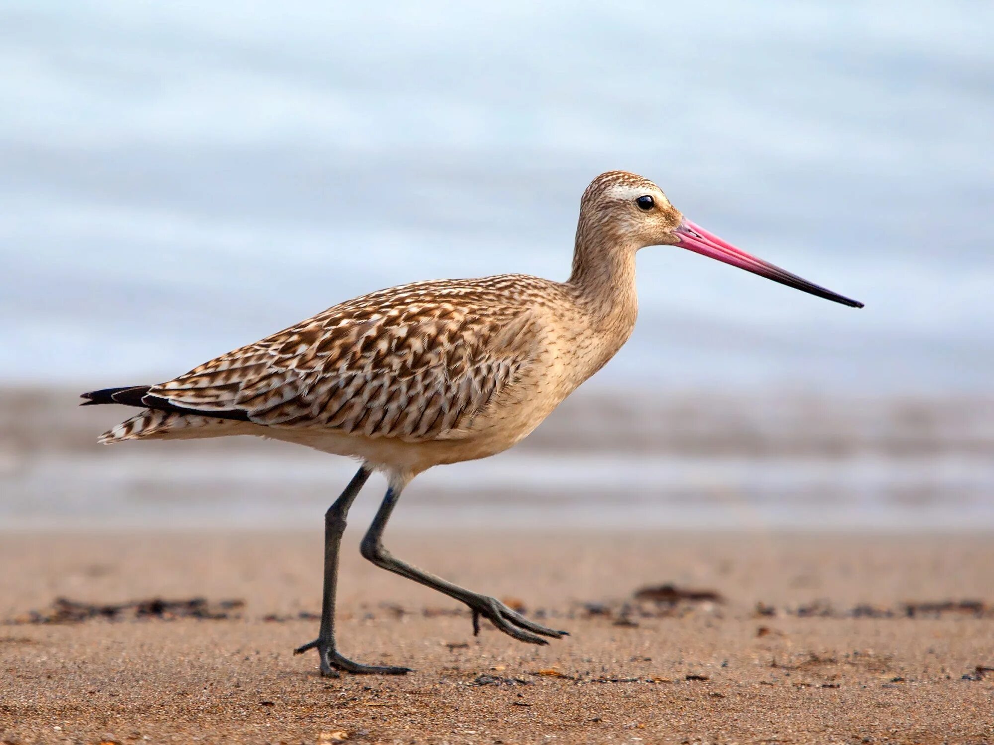 Птица кулик фото и описание Bar-Tailed Godwit bird free image download