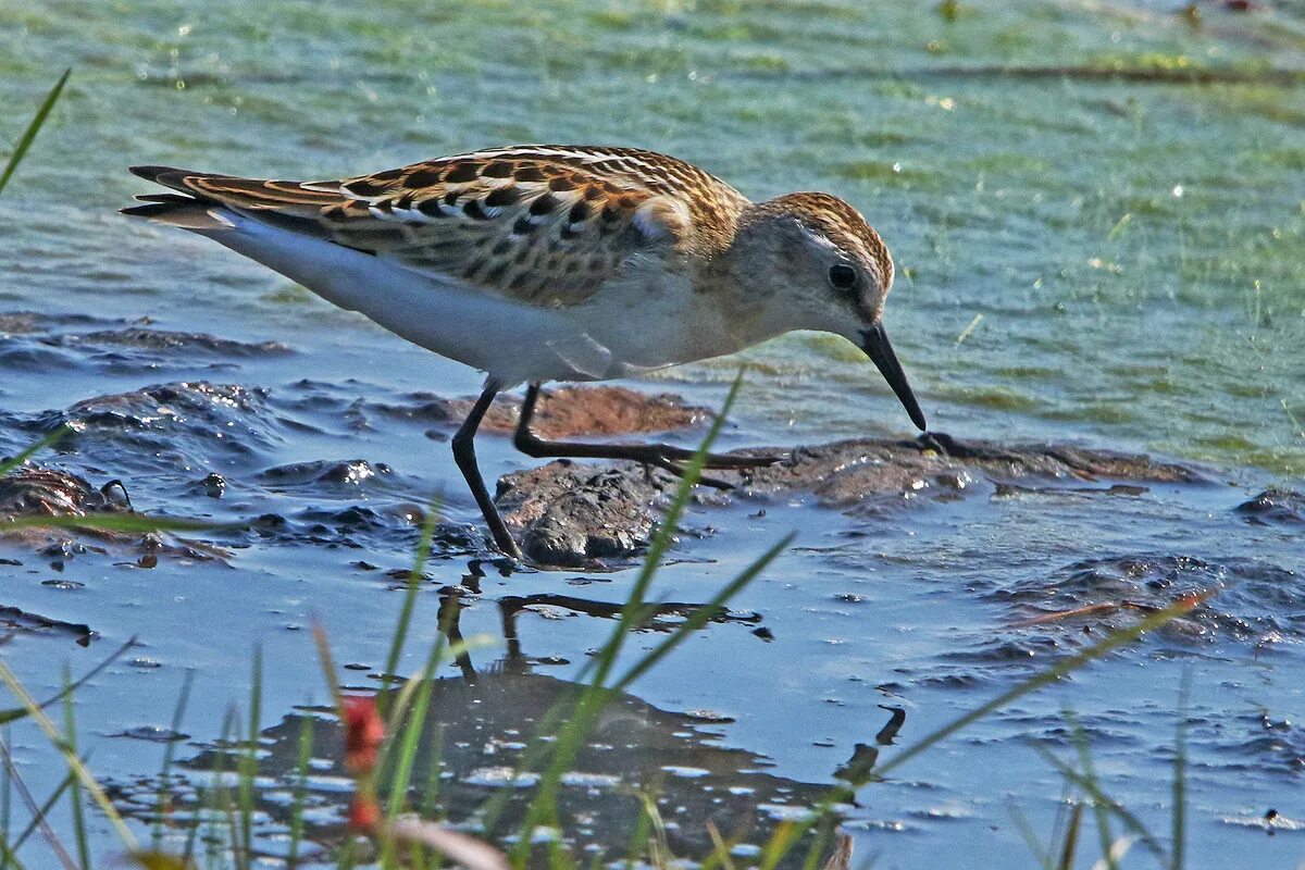 Птица кулик фото и описание Little Stint (Calidris minuta). Birds of Siberia.