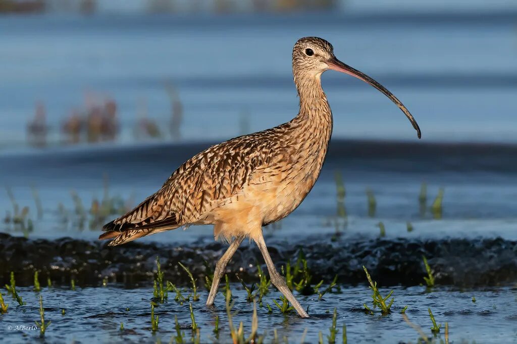 Птица кулик фото и описание Long-billed Curlew / Courlis à long bec Adult Al Berto Flickr