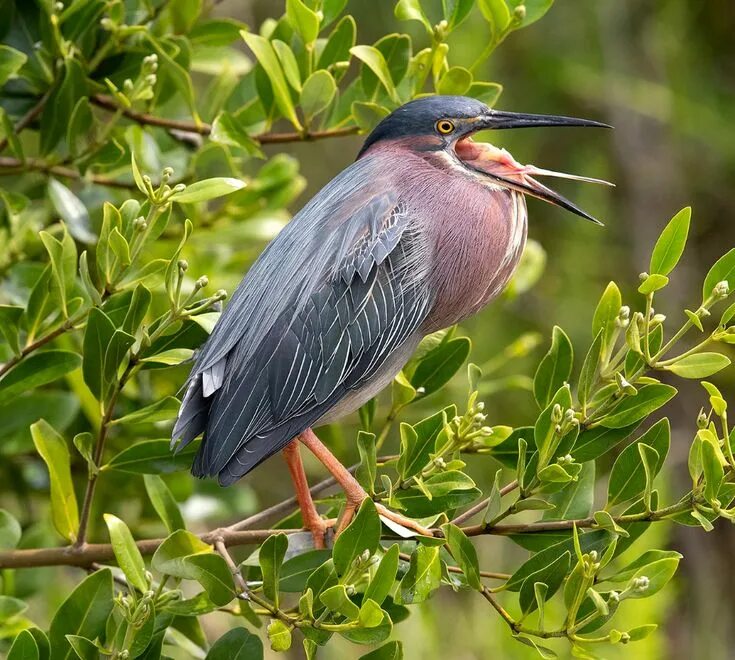 Птица кваква фото Green Heron Green heron, Heron, Wildlife photography