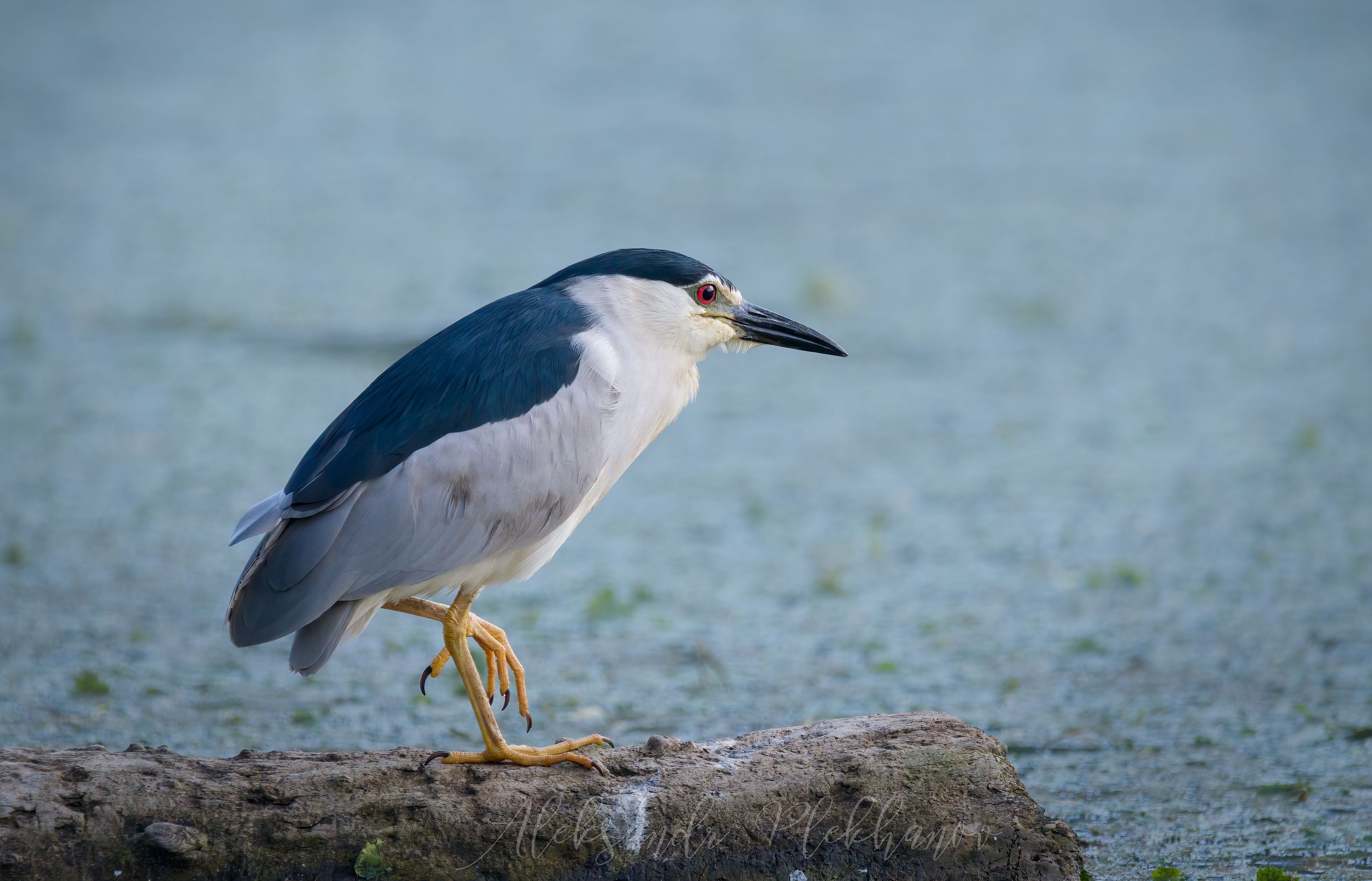 Птица кваква фото Black-crowned Night Heron. Photographer Plehanov Aleksandr