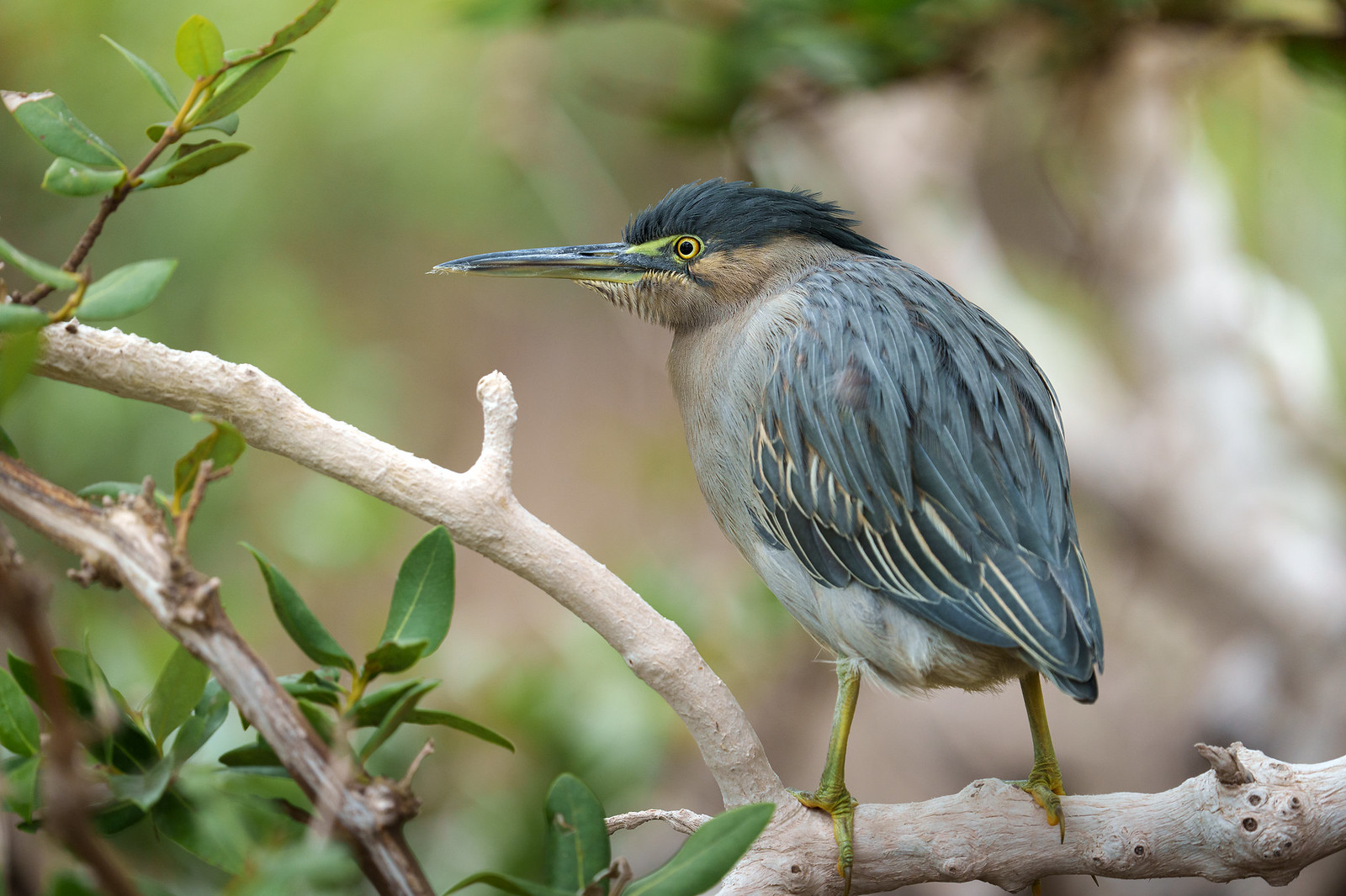 Птица кваква фото DSC07793 Striated heron / Зеленая кваква / Butorides stria. Flickr