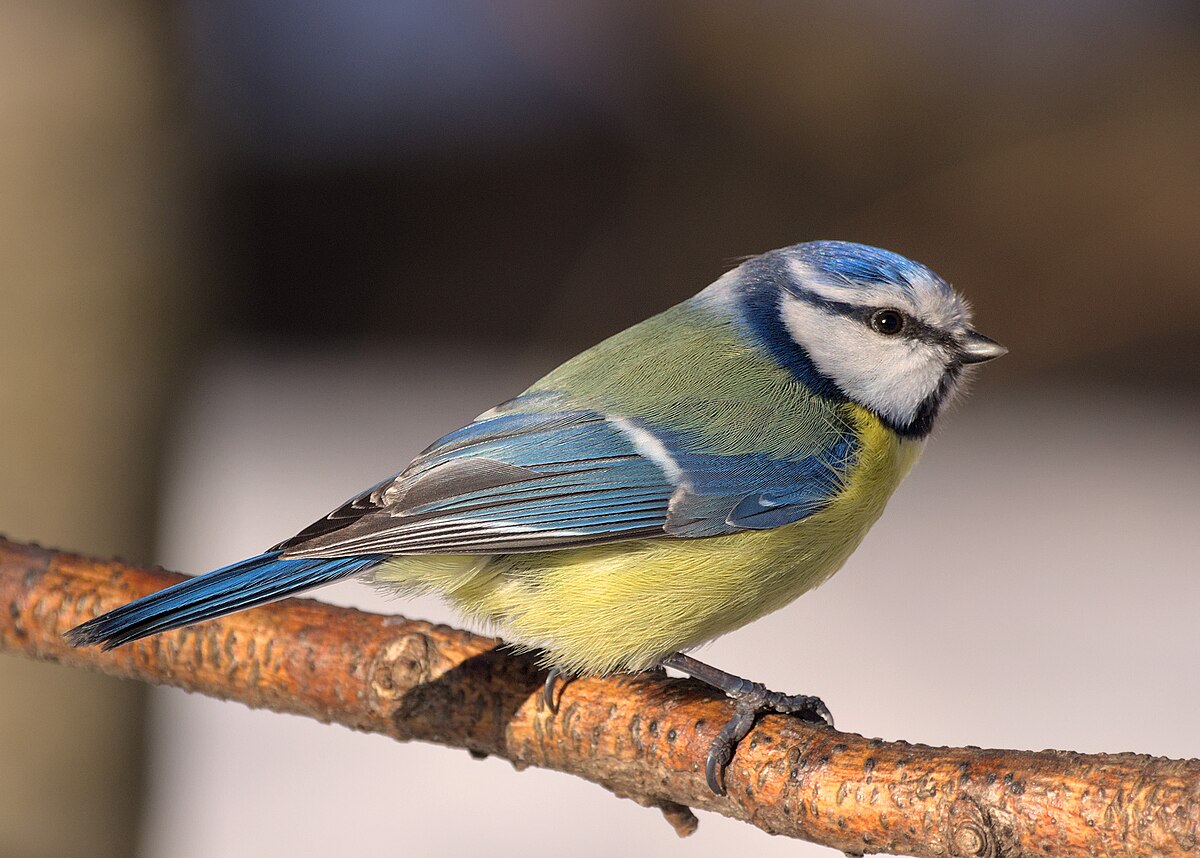 Птица лазаревка фото Ӳкерчĕк:Лазоревка (Cyanistes caeruleus), Битцевский лес.jpg - Википеди