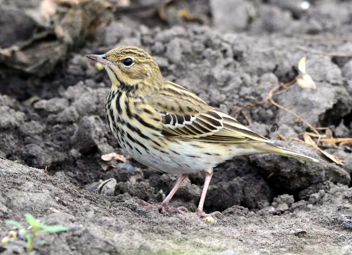 Птица лесной конек описание фото Лесной конёк (Anthus trivialis). Птицы Сибири.