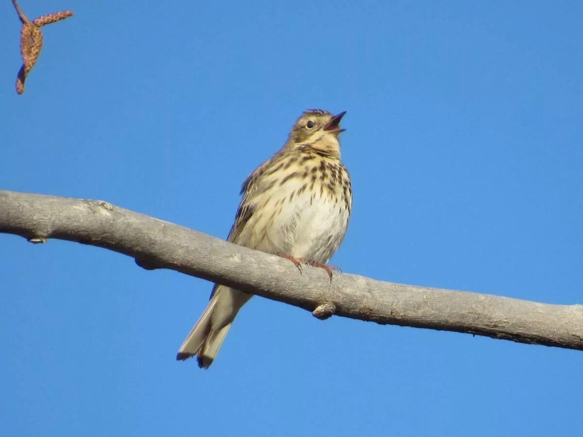 Птица лесной конек описание фото Tree Pipit (Anthus trivialis). Birds of Siberia.