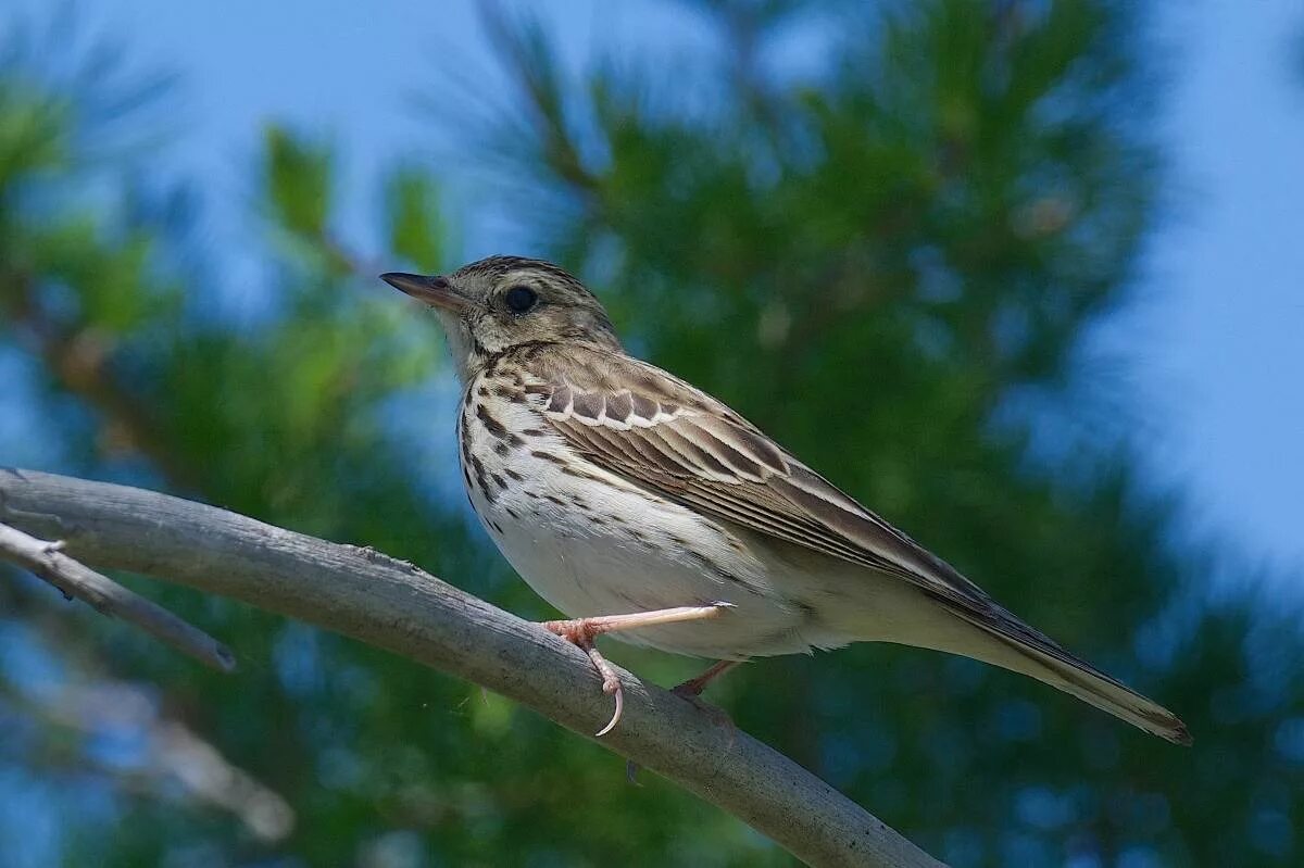 Птица лесной конек описание фото Tree Pipit (Anthus trivialis). Birds of Siberia.