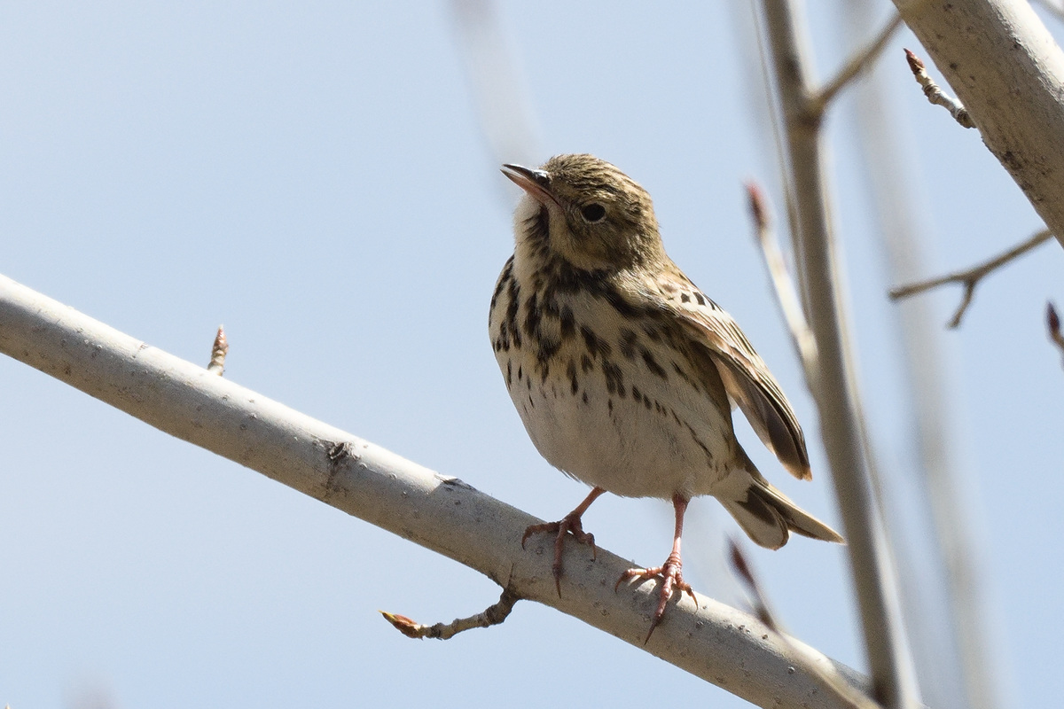 Птица лесной конек описание фото Лесной конёк (Anthus trivialis). Птицы Сибири.